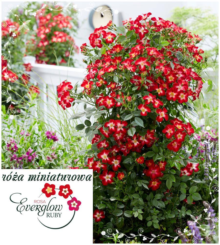 Everglow Ruby róża miniaturowa